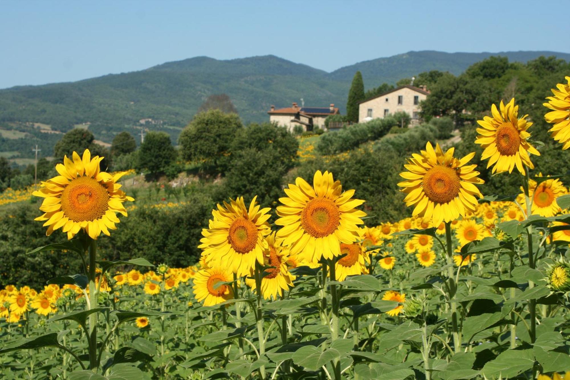 Agriturismo Le Ceregne Bio 皮耶韦圣斯特凡诺 外观 照片